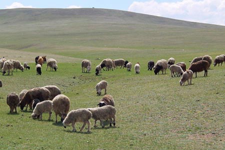 乗馬での出会い、大草原の家畜たち。のんびりお食事タイム。